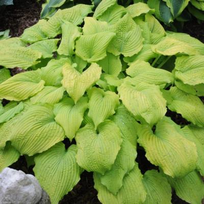 Hosta 'Sea Gulf Stream' Hosta 'Sea Gulf Stream'